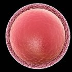 Cellula uovo umano — Foto stock