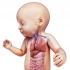 Órganos del cuerpo recién nacidos - foto de stock