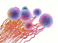 Krebszellen mit Blutgefäßbildung — Stockfoto
