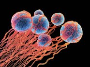 Células cancerosas con formación de vasos sanguíneos - foto de stock