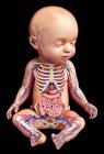 Newborn digestive and cardio-vascular systems — Stock Photo