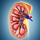 Healthy kidney anatomy — Stock Photo