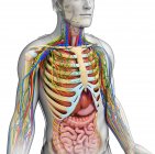 Normal male anatomy — Stock Photo