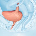 Female bladder and urethra — Stock Photo