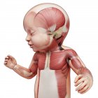 Newborn muscle system — Stock Photo