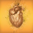 Нормальная анатомия сердца — стоковое фото