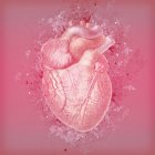 Нормальний людського серця Анатомія — стокове фото