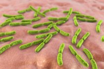 Бактерии Lactobacillus crispatus, иллюстрация — стоковое фото
