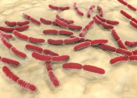 Бактерії лактобацилуса, ілюстрація — стокове фото