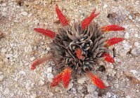 Aloe del deserto fioritura nel deserto del Kalahari — Foto stock