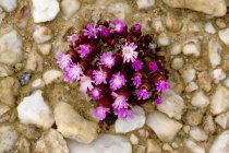 Карликова галькового квітка — стокове фото