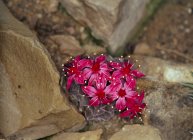 Flores de Graptopetalum floreciendo entre rocas - foto de stock
