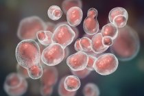 Cryptococcus gattii грибок, комп'ютер ілюстрація. — стокове фото