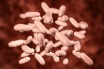 Aggregatibacter afrofilo batteri, illustrazione del computer . — Foto stock