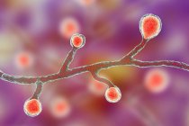 Blastomyces dermatitidis fungus, компьютерная иллюстрация . — стоковое фото