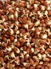 Gros plan sur la germination des haricots adzuki — Photo de stock