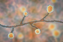 Blastomyces dermatitidis hongo, ilustración por ordenador . - foto de stock