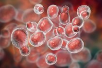 Cryptococcus gattii грибок, комп'ютер ілюстрація. — стокове фото