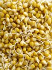 Primer plano de las semillas de maíz que brotan - foto de stock