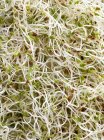 Primer plano de las semillas de alfalfa que brotan - foto de stock