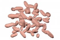 Aggregatibacter aphrophilus bacteria, ilustración por ordenador . - foto de stock