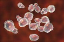 Гриб Cryptococcus gattii, компьютерная иллюстрация . — стоковое фото