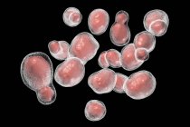 Cryptococcus gattii hongo, ilustración por ordenador
. — Stock Photo