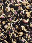 Крупный план прорастающих черных бобов — стоковое фото