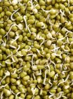 Close-up of sprouting mung beans — Stock Photo