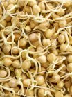 Close-up of sprouting chickpeas — Stock Photo