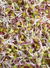 Primer plano de las semillas de rábano rosa que brotan . - foto de stock