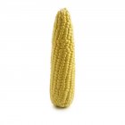 Vista de cerca del maíz dulce sobre fondo blanco . - foto de stock