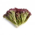 Lollo rossa lettuce on white background. — Stock Photo
