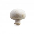 Vue rapprochée du champignon sur fond blanc . — Photo de stock