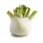Close-up view of fennel on white background. — Stock Photo