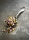 Germogliare ravanello rosa in cucchiaio . — Foto stock
