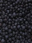Close-up view of blueberries, full frame. — Stock Photo
