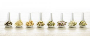 Sprouting beans in ceramic spoons. — Stock Photo