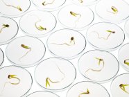 Sprouting beans in petri dishes on white background. — Stock Photo