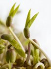 Gros plan sur la germination des haricots mungo . — Photo de stock