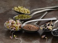 Sprouting beans in spoons, studio shot. — Stock Photo