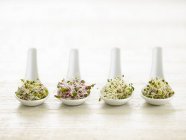 Sprouting beans in ceramic spoons. — Stock Photo