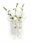 Sprouting peas in test tubes on white background. — Stock Photo