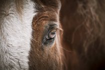 Nahaufnahme des Auges des braunen Pferdes. — Stockfoto