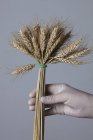 Mão na luva de látex segurando monte de trigo . — Fotografia de Stock