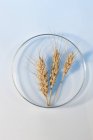 Wheat in petri dish, studio shot. — Stock Photo