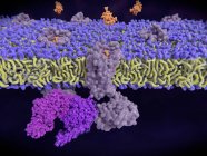 Связывание энкефалина с опиоидными рецепторами, цифровая иллюстрация
. — стоковое фото