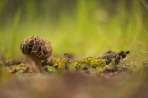 Champignon Morel poussant dans le sol forestier . — Photo de stock