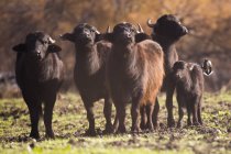Herd of wild water buffaloes on pasture in Ein Afek nature reserve, Israel. — Stock Photo