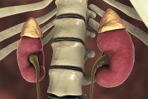 Digitale Illustration menschlicher Nieren mit Nebennieren und Harnleiter. — Stockfoto